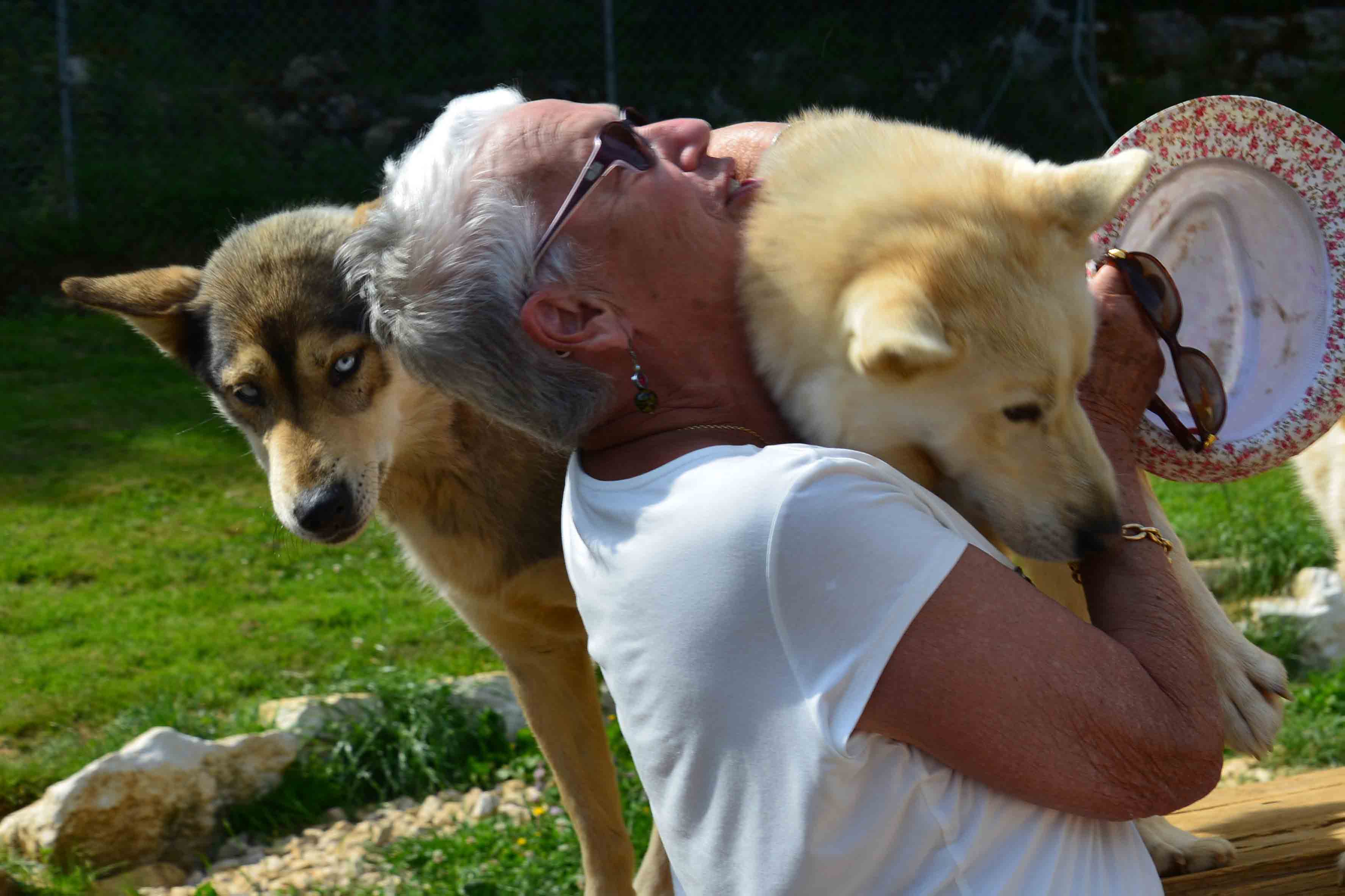 Chiens de traineaux - Station des Rousses - Groupe - Jura