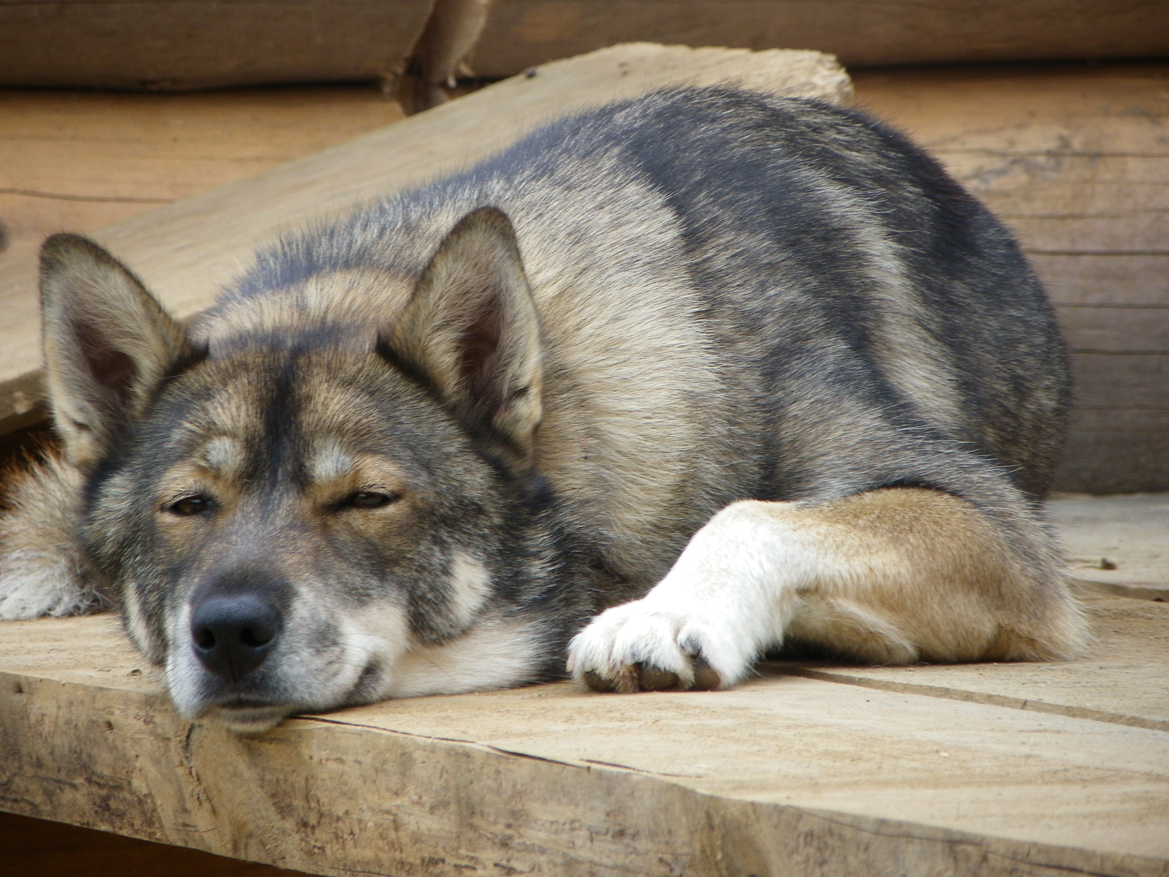 Chiens de traineaux - Station des Rousses - Groupe - Jura