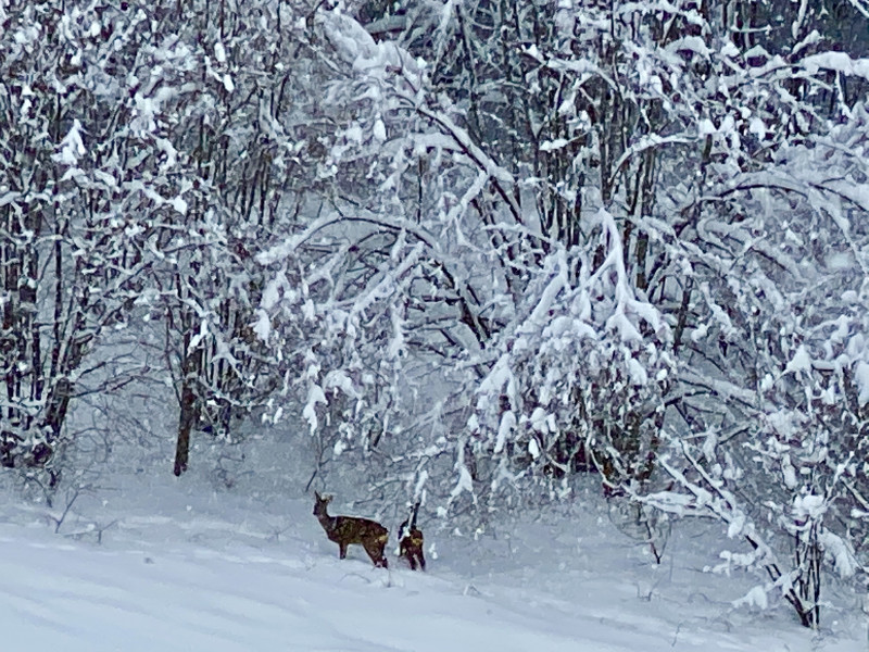 Chamois hiver depuis séjour vue 2