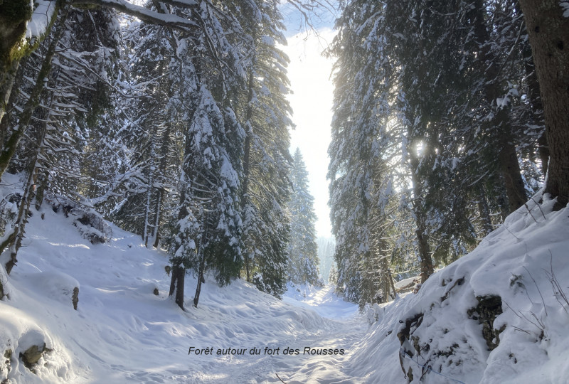 Forêt du fort des Rousses