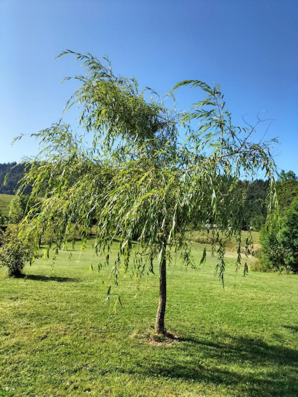 Les Jonquilles - © Gîtes de France / G1967 Les Jonquilles