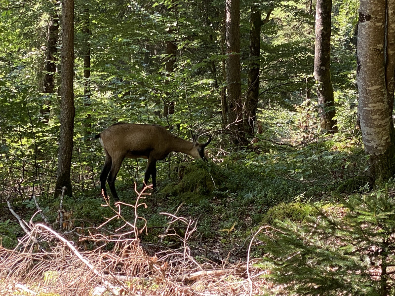Un chamois à 50 m de la maison